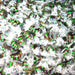 Quality Candy Bulk Chocolate Star Light Mints