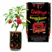 2 million Scoville Moruga Scorpion pepper Grow Kit Single